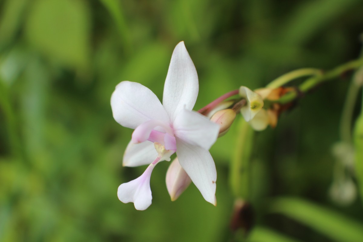Spathoglottis plicata Blume
